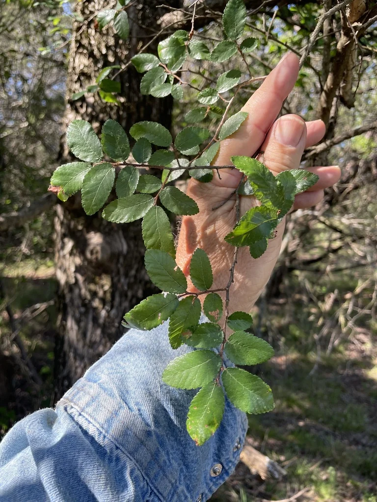 Ulmus Crassifolia