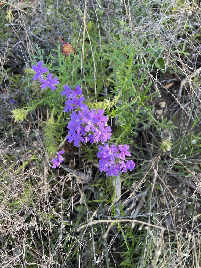 Glandularia Bipinnatifida