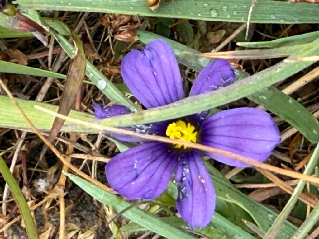 Sisyrinchium Bellum