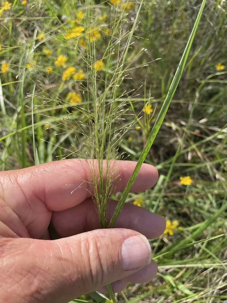 Eragrostis Intermedia