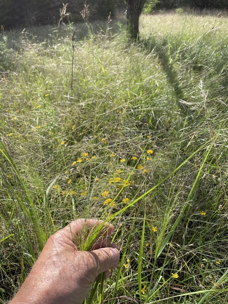 Eragrostis Intermedia