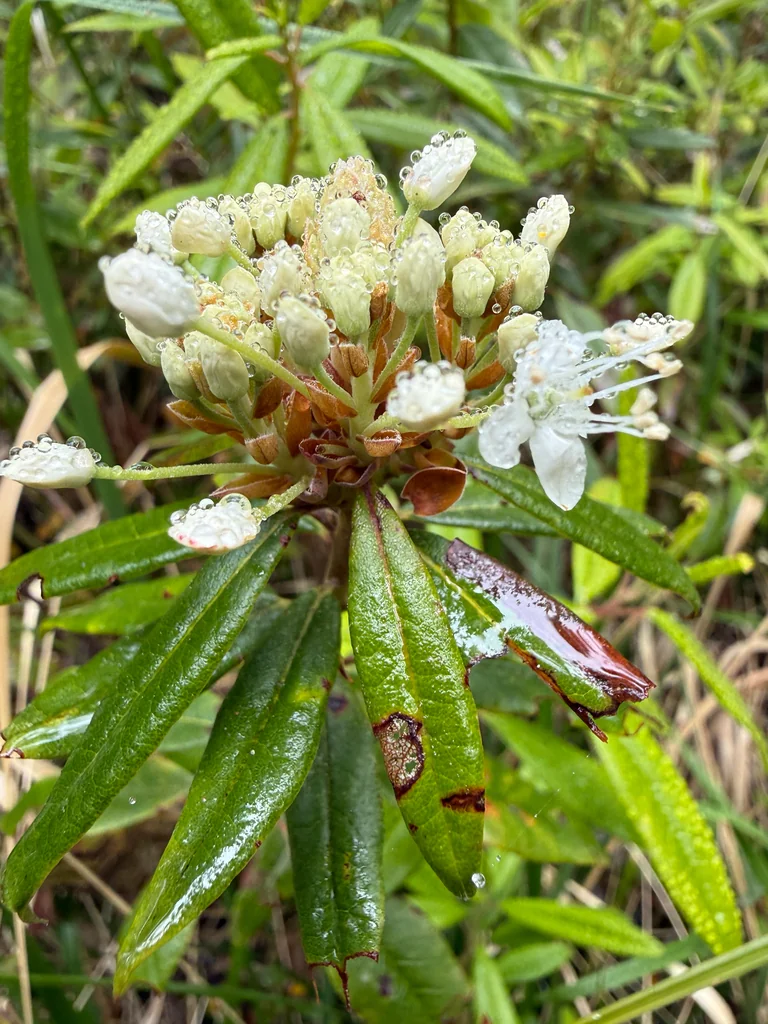 Rhododendron Columbianum