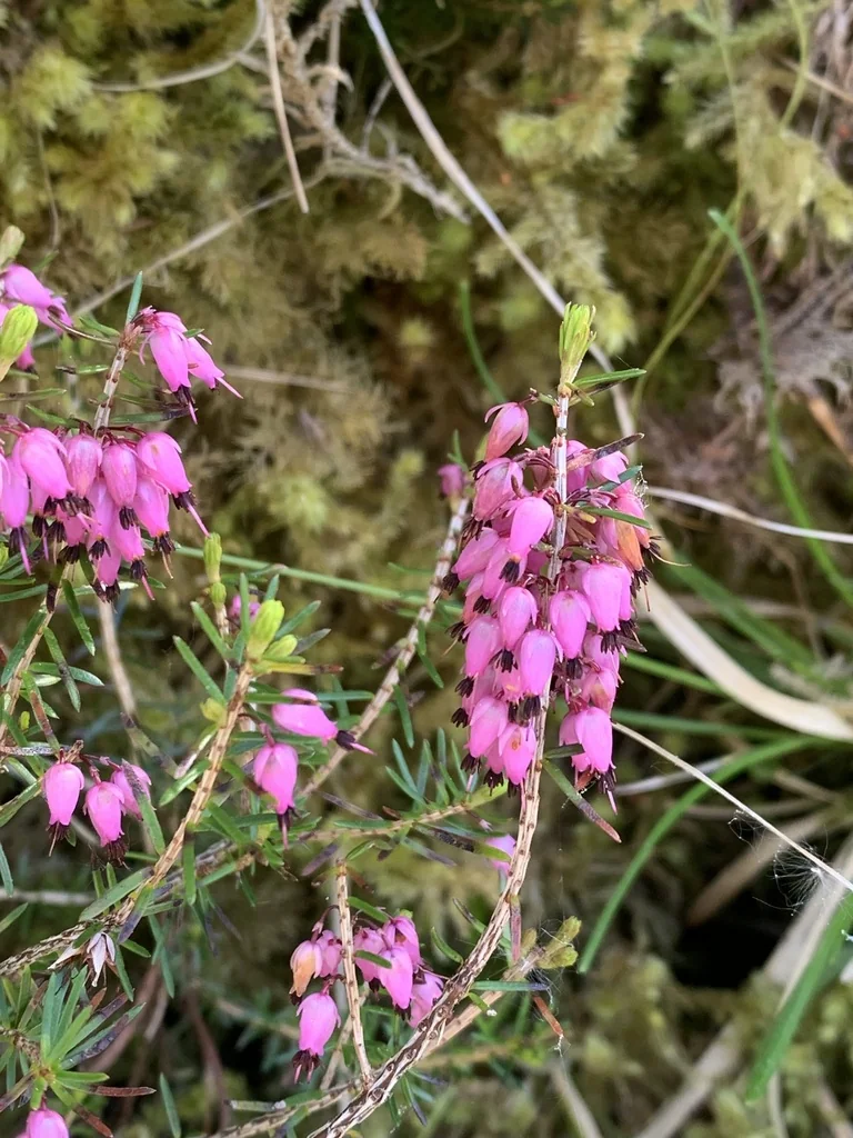 Erica Carnea