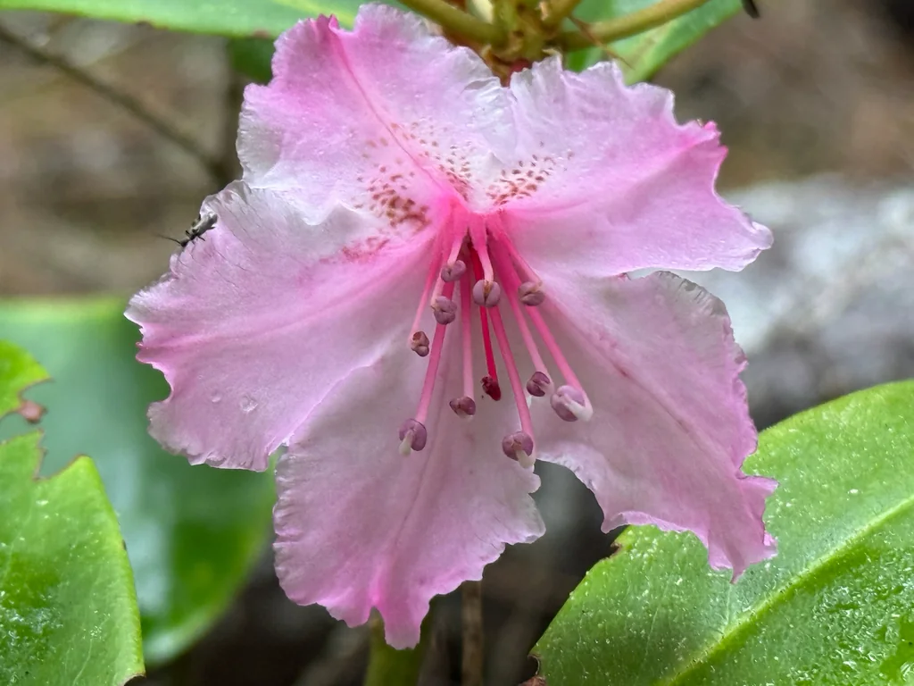 Rhododendron Macrophyllum