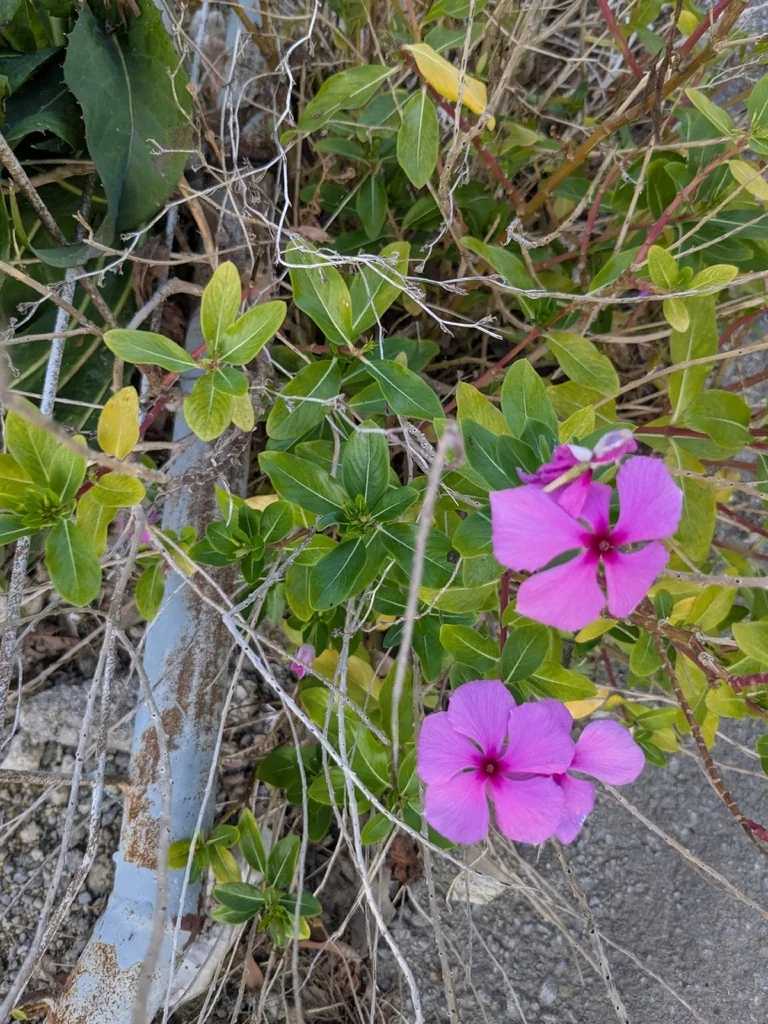 Catharanthus Roseus