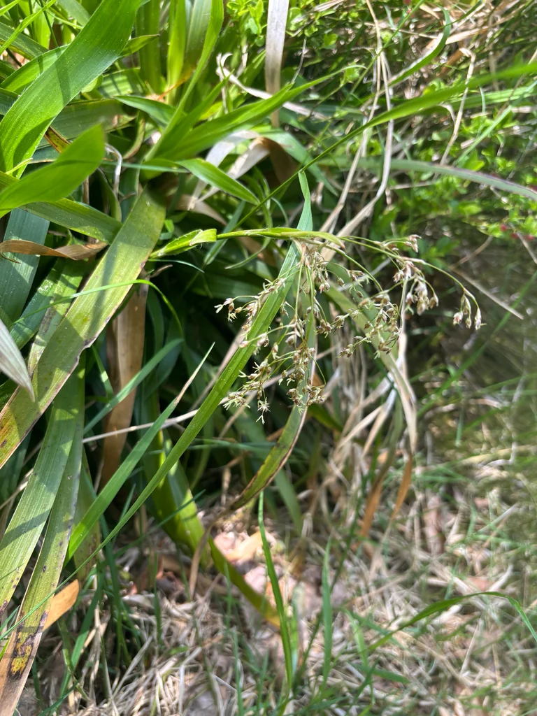 Luzula Sylvatica