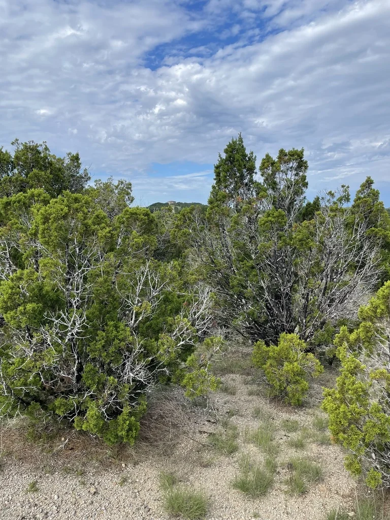 Juniperus Ashei