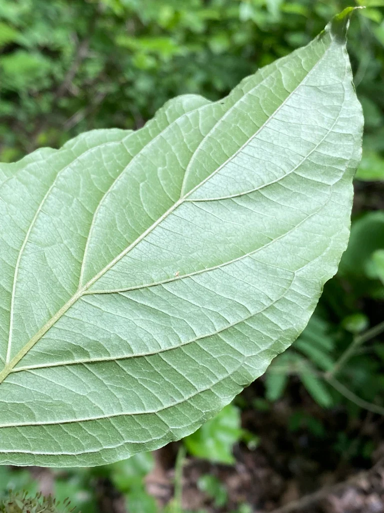 Cornus Amomum