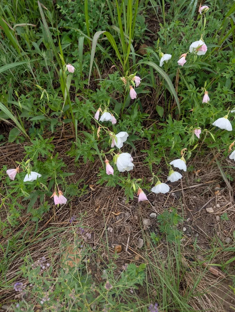 Oenothera Speciosa