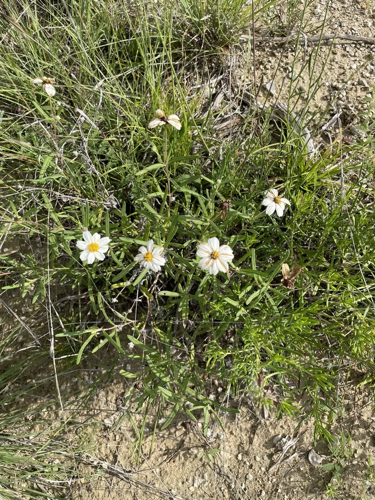 Melampodium Leucanthum