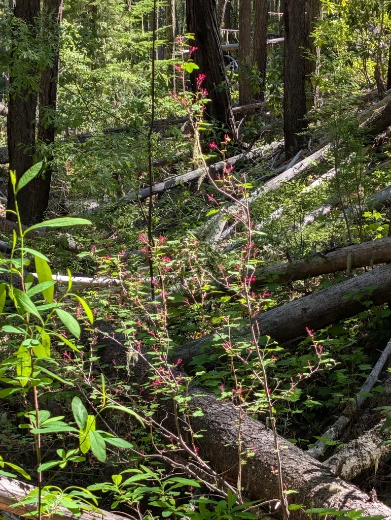 Ribes Sanguineum