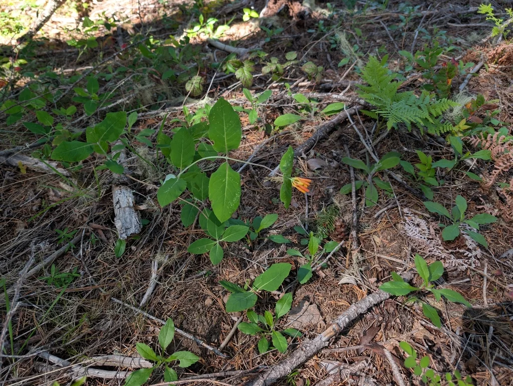 Lonicera Ciliosa