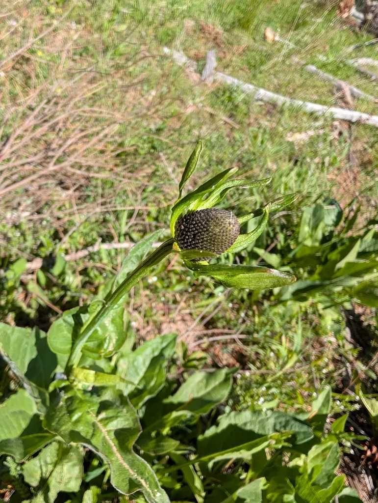 Rudbeckia Occidentalis