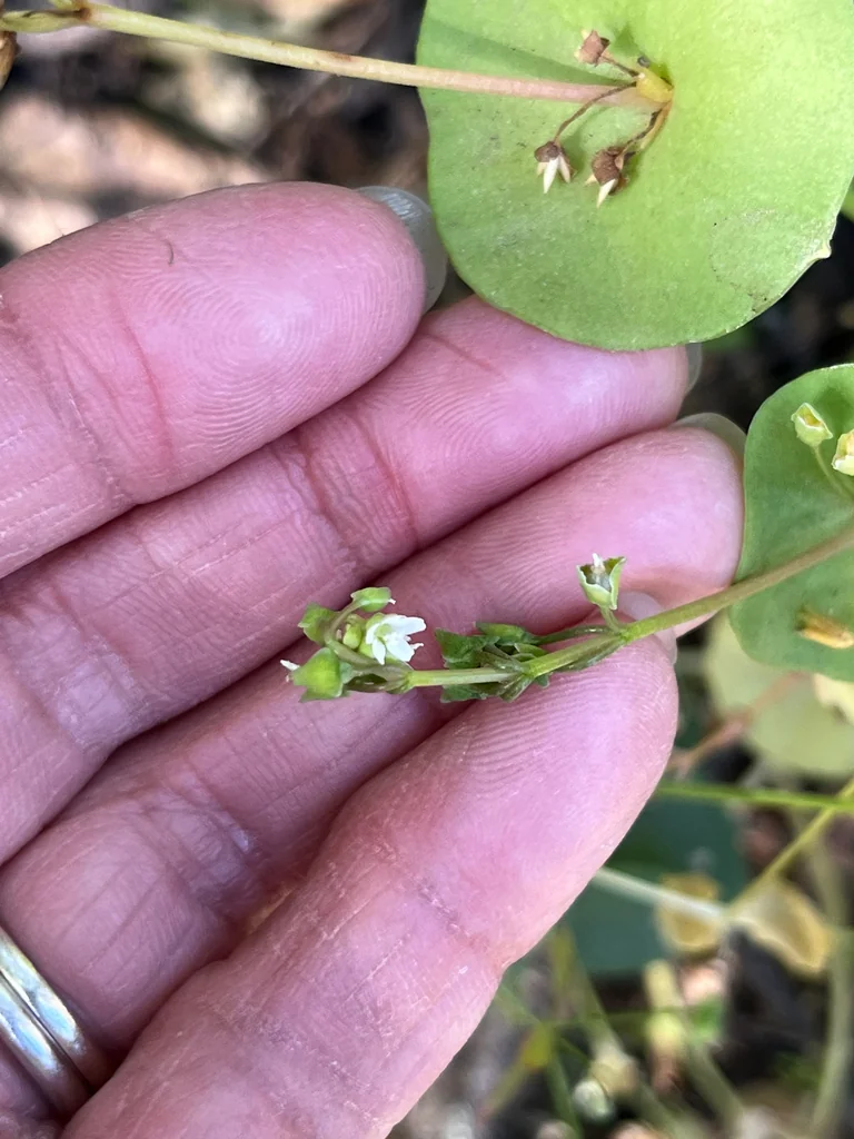 Claytonia Perfoliata