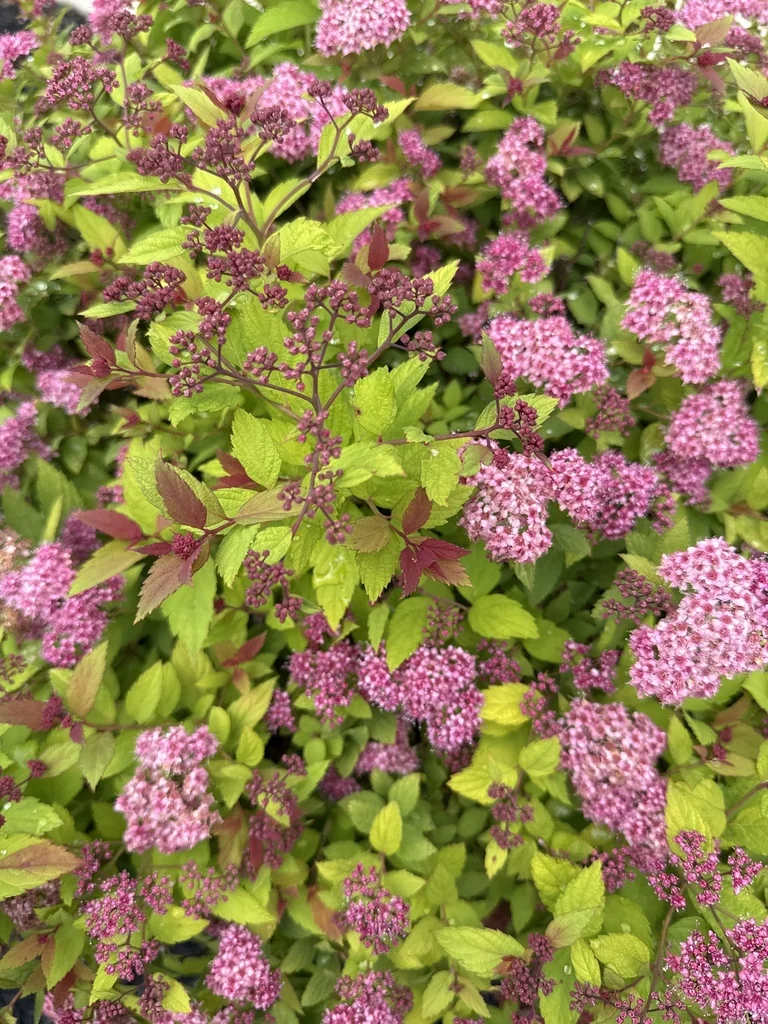 Spiraea japonica