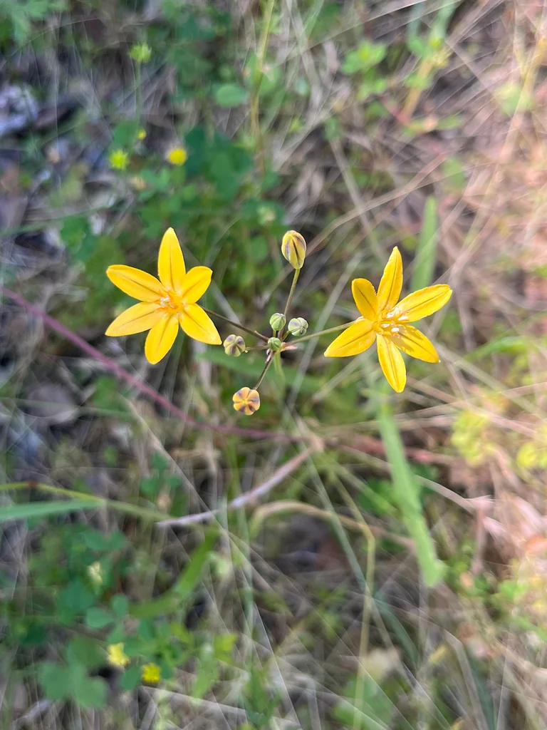 Triteleia Ixioides