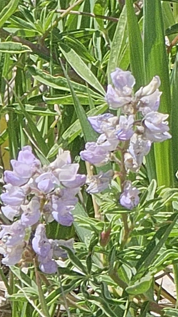 Lupinus Argenteus