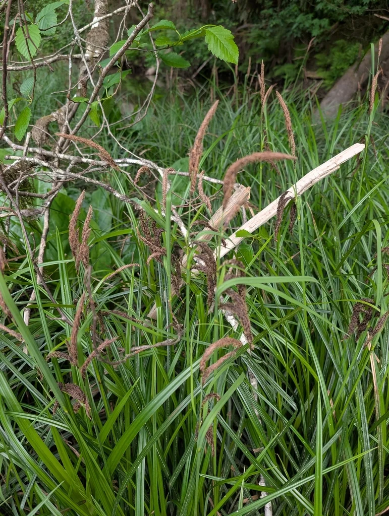 Carex Obnupta