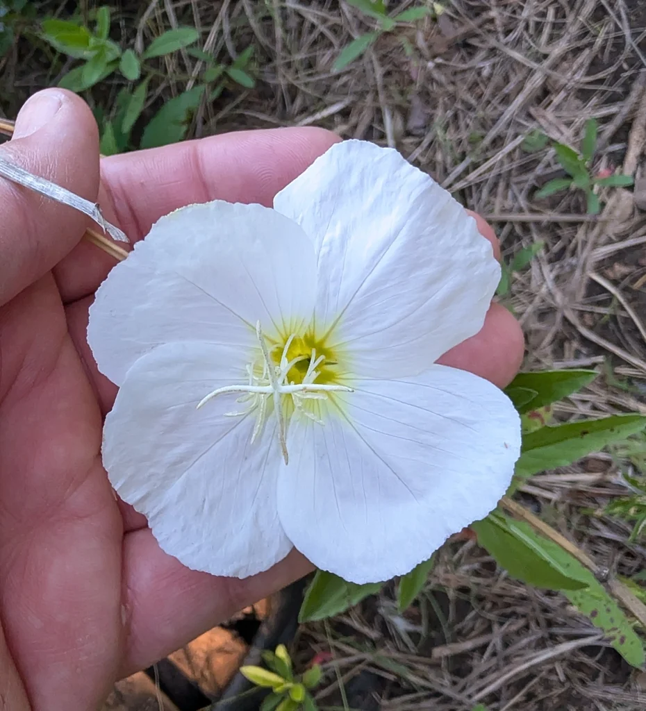 Oenothera Speciosa