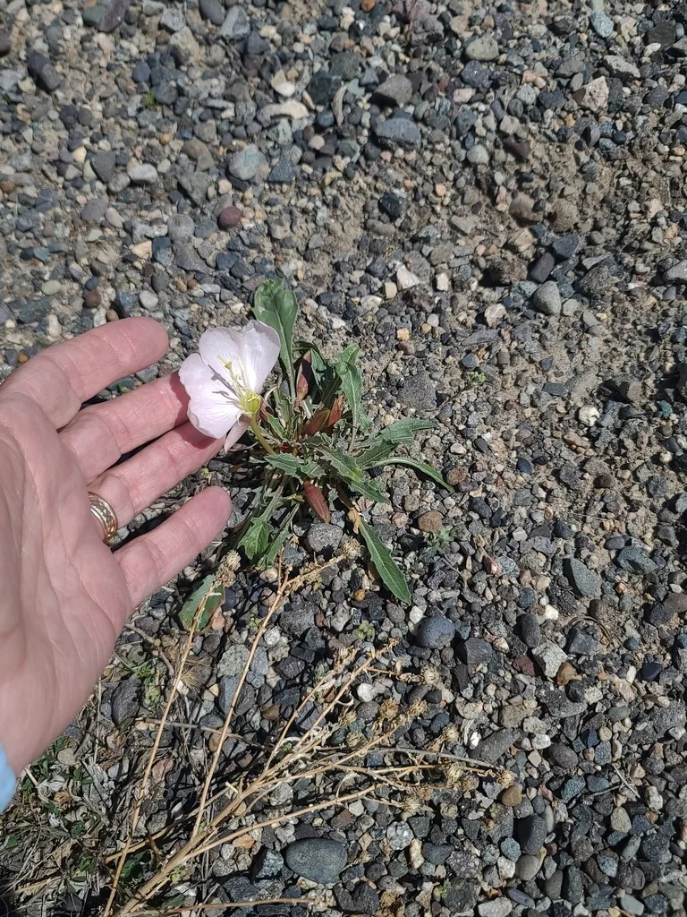 Oenothera Caespitosa