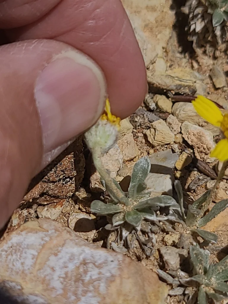 Tetraneuris Acaulis