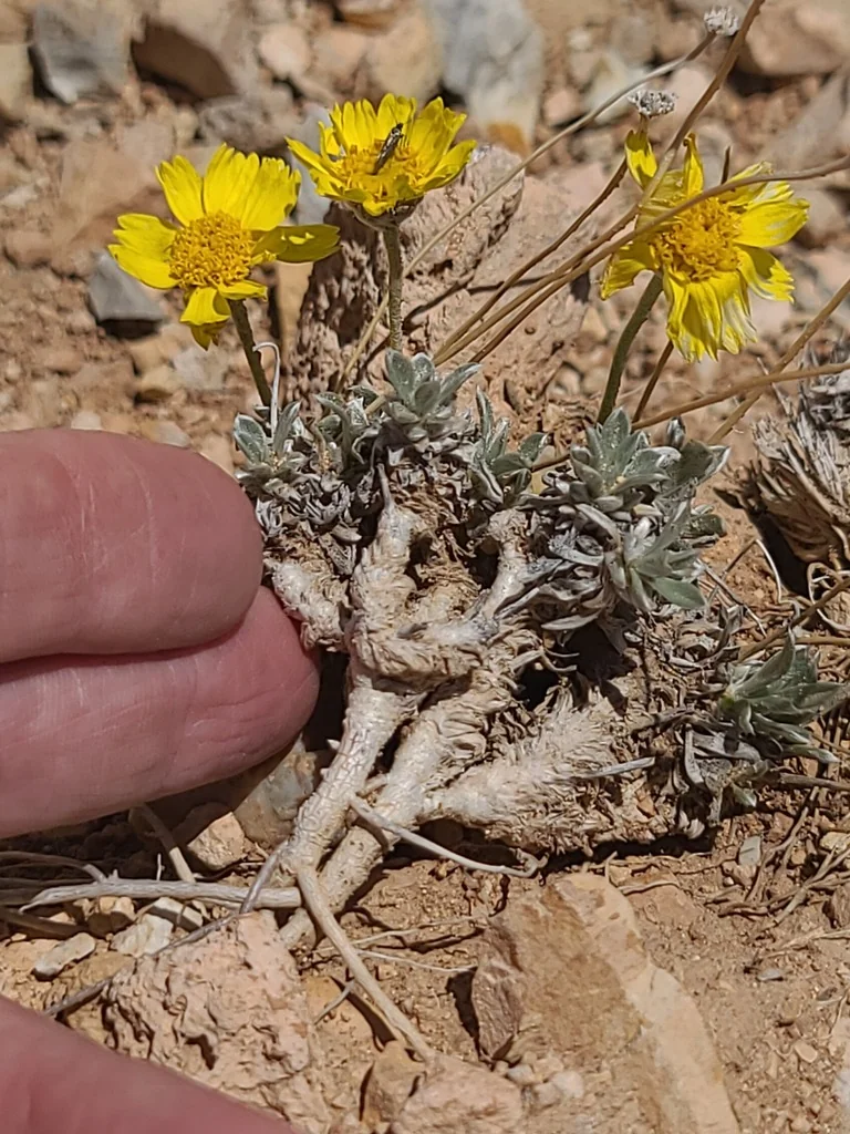 Tetraneuris Acaulis