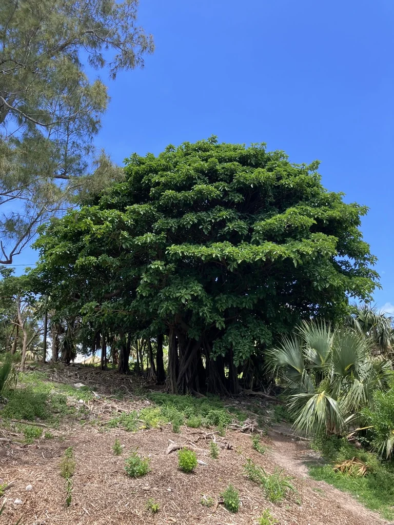 Ficus benghalensis