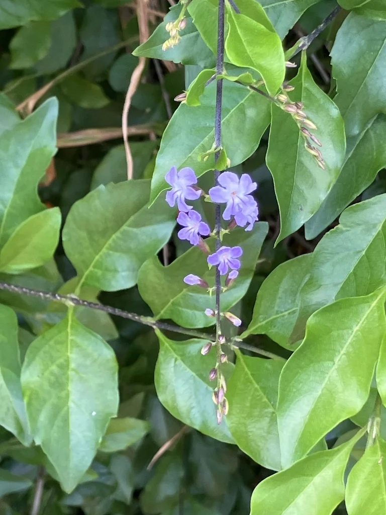Duranta Erecta