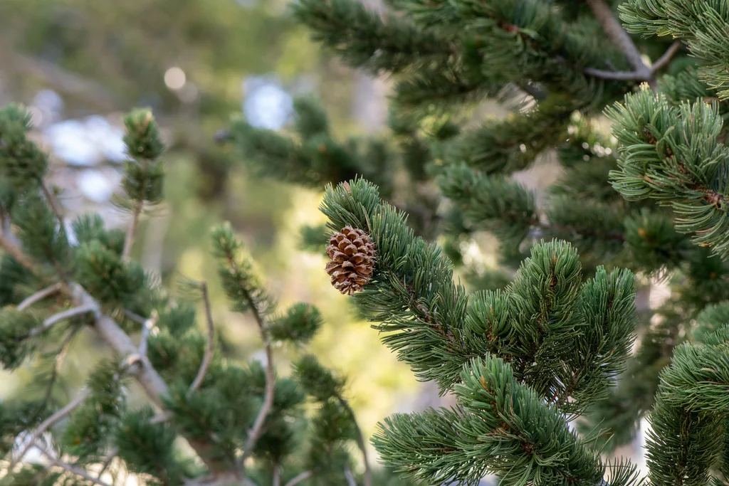 Pinus Aristata