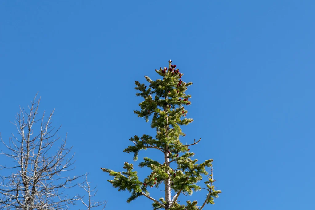 Picea engelmannii