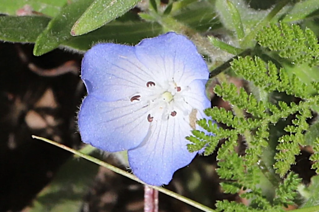 Nemophila Menziesii