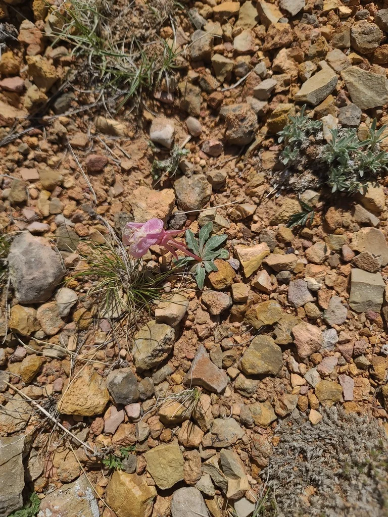 Oenothera Caespitosa