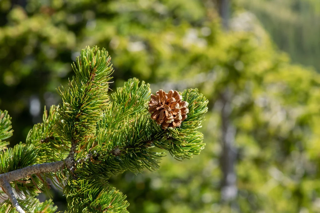 Pinus Aristata