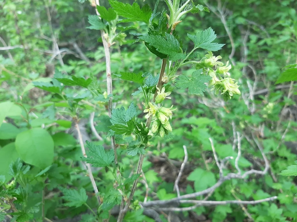 Ribes Americanum