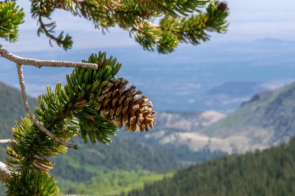 Pinus Aristata