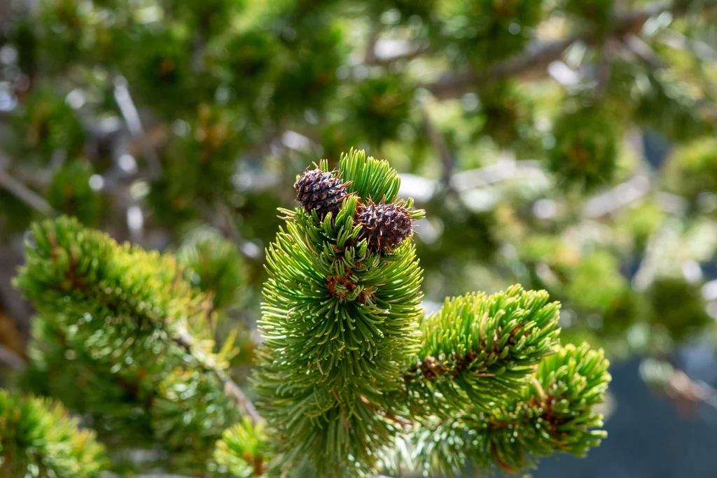 Pinus Aristata