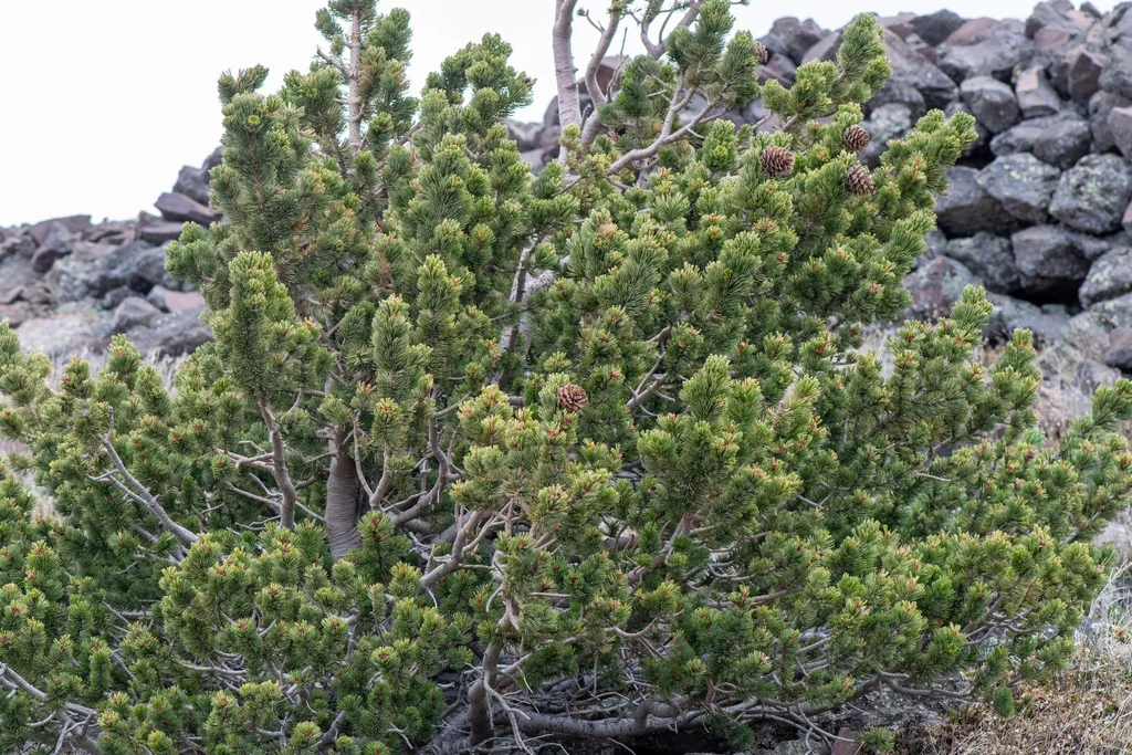 Pinus Aristata