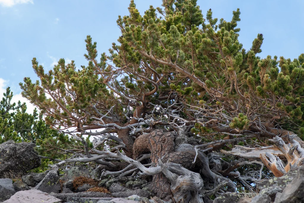 Pinus Aristata