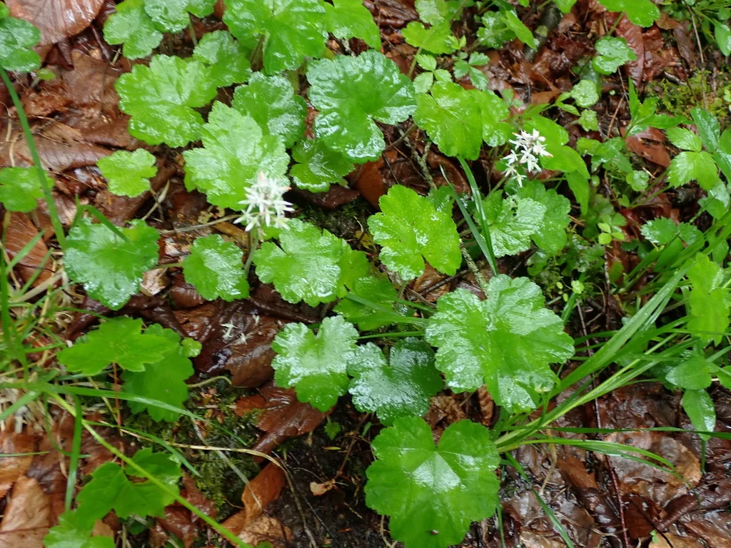 Tiarella Cordifolia