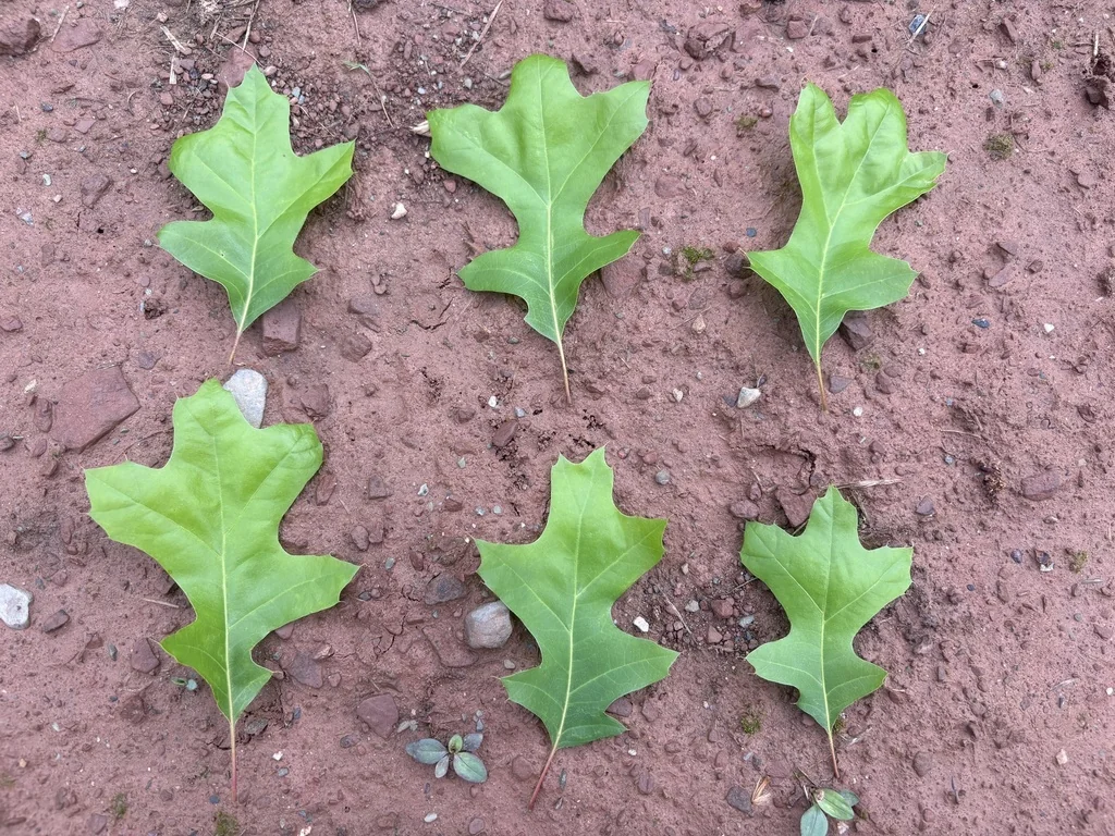 Quercus Palustris