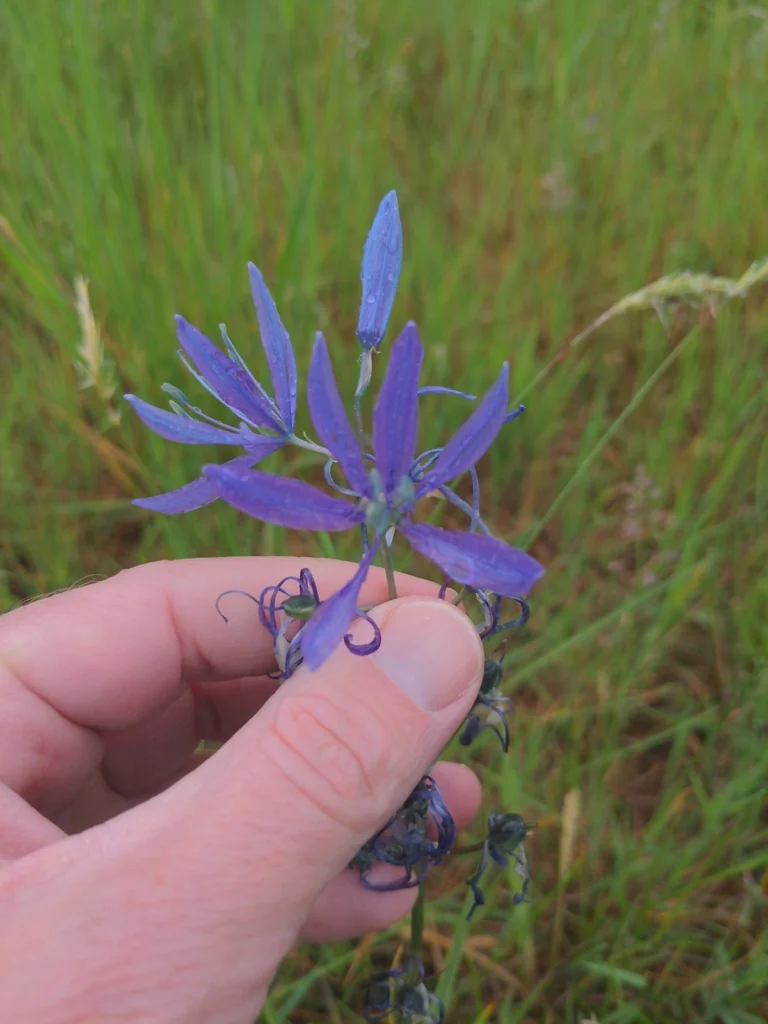 Camassia Quamash