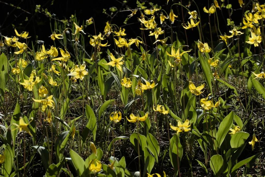 Erythronium Grandiflorum