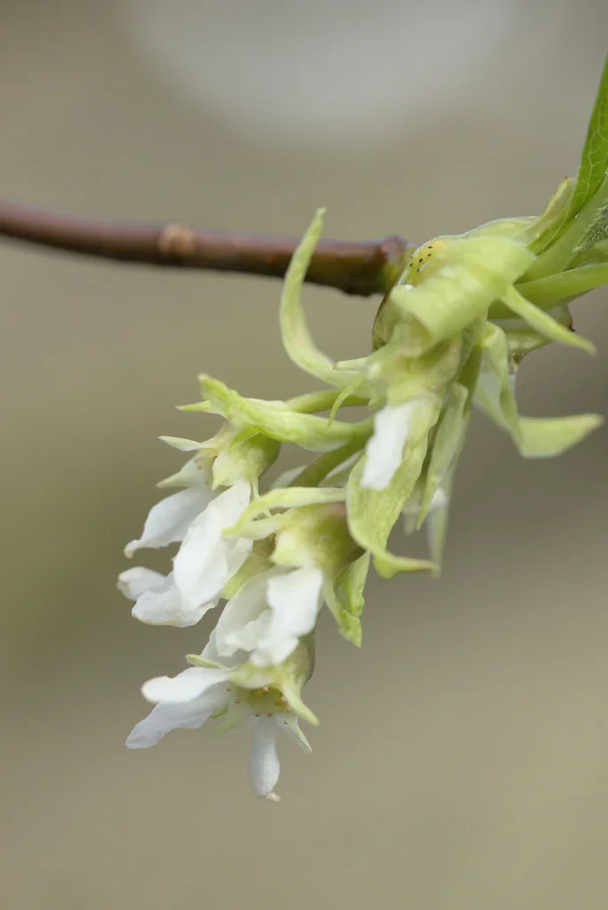 Oemleria Cerasiformis