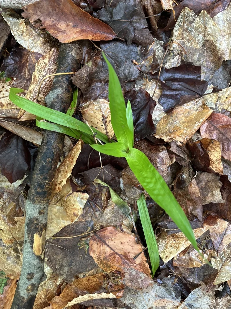 Carex plantaginea