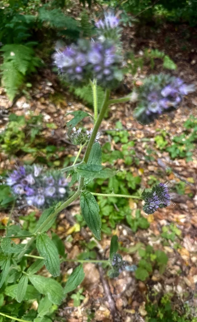 Phacelia Californica