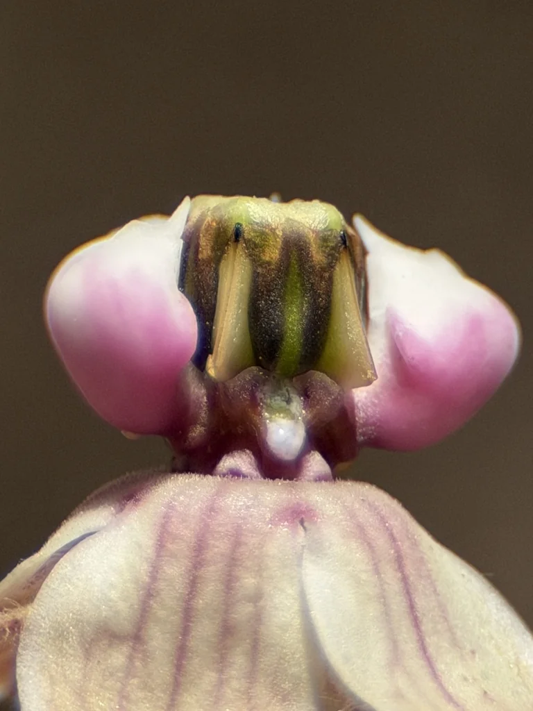 Asclepias Eriocarpa