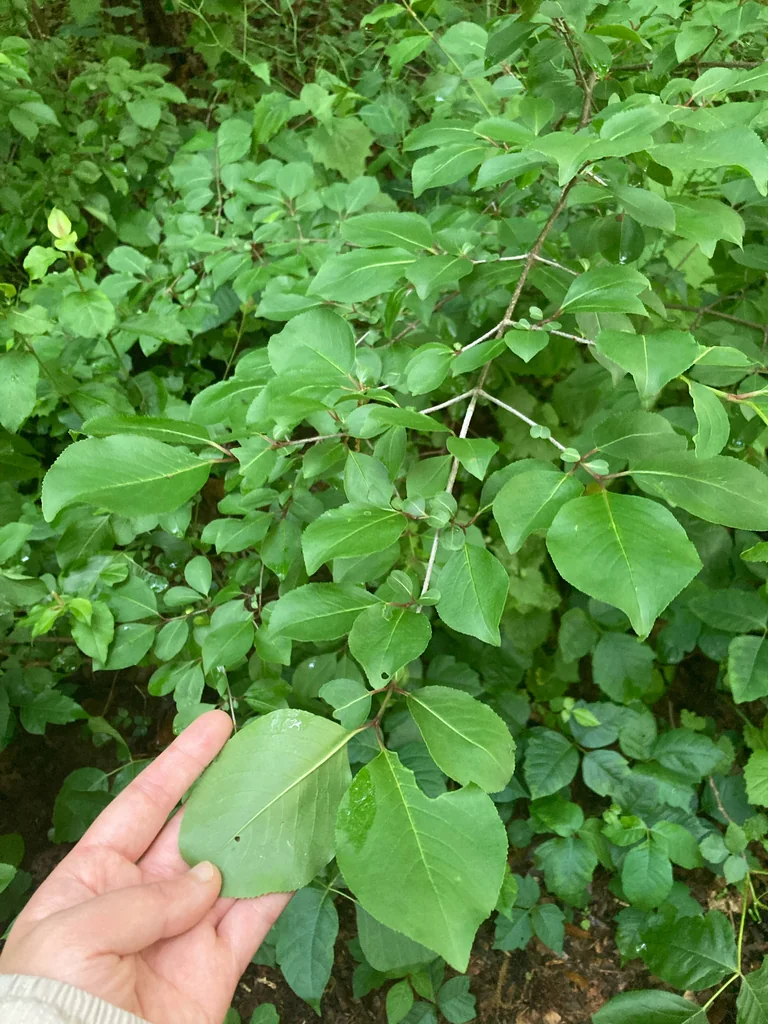 Viburnum Prunifolium