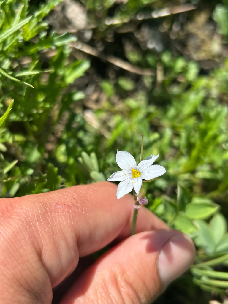 Sisyrinchium Campestre