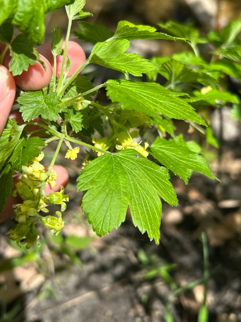 Ribes Americanum