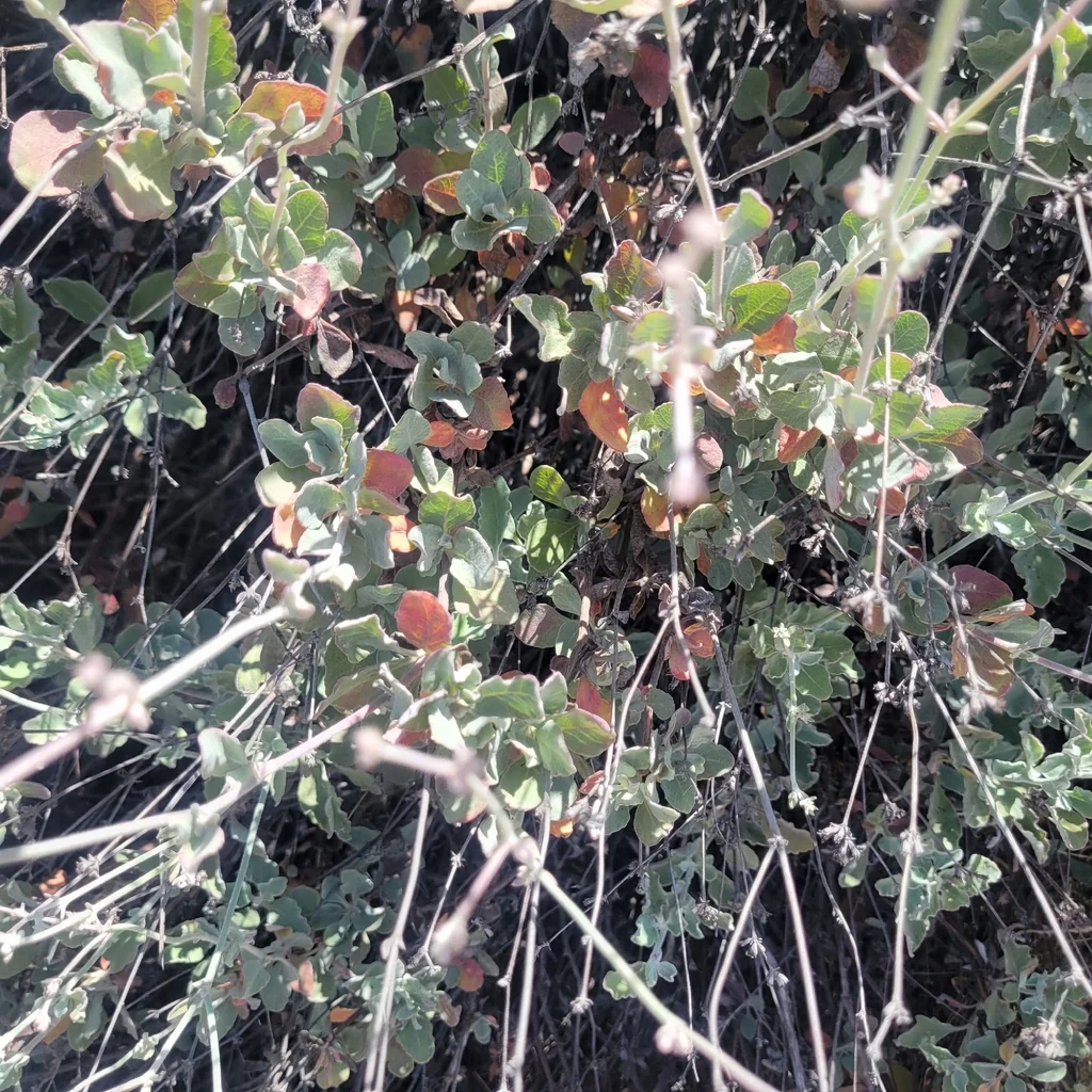 Eriogonum Cinereum